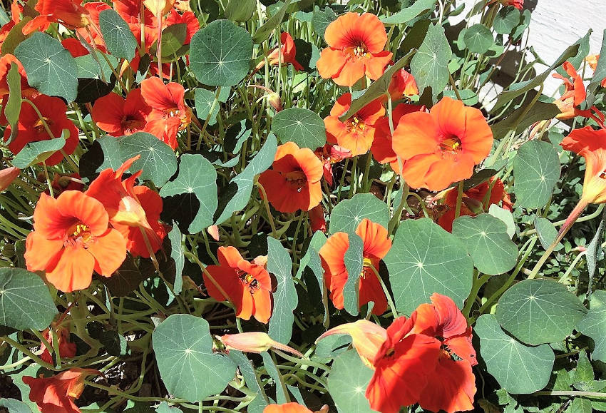 Nasturtiums in Flower